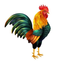 Rooster